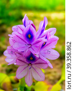 Water hyacinth flower, Latin name Eichhornia crássipes. Стоковое фото, фотограф Владимир Ушаров / Фотобанк Лори