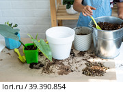 Girl transplants a potted houseplant philodendron into a new soil with drainage. Potted plant care, watering, fertilizing, hand sprinkle the mixture with a scoop and tamp it in a pot. Hobby and environment. Стоковое фото, фотограф Ольга Симонова / Фотобанк Лори