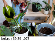 Girl transplants a potted houseplant philodendron into a new soil with drainage. Potted plant care, watering, fertilizing, hand sprinkle the mixture with a scoop and tamp it in a pot. Hobby and environment. Стоковое фото, фотограф Ольга Симонова / Фотобанк Лори