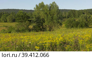 Уральские горы летом, цветущее поле. Ural Mountains in summer, blooming field. Стоковое видео, видеограф Евгений Романов / Фотобанк Лори