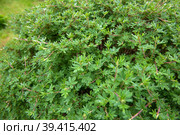 Кустовой курильский чай мелколистный (Dasiphora Parvifolia) Стоковое фото, фотограф Pukhov K / Фотобанк Лори