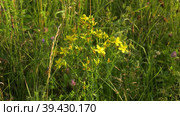 Южный Урал, цветущий зверобой (Origanum vulgare) на лугу. Southern Urals, blooming St. John's wort (Hypericum perforatum) in the meadow. Стоковое видео, видеограф Евгений Романов / Фотобанк Лори