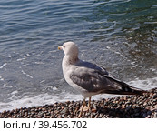 Степная чайка или хохотунья (лат. Larus cachinnans) - крупный вид, гнездящийся в основном на территории России и Украины в районах, прилегающих к Черному и Каспийскому морям. Стоковое фото, фотограф Сергей Елизарьев / Фотобанк Лори