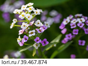 Sweet Allysum in bloom on a summer day, Lobularia maritima. Стоковое фото, фотограф EugeneSergeev / Фотобанк Лори