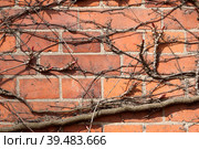 Isolated old brick wall and the dry trunk of an old tree for creating a design background (Roskilde Cathedral, Denmark) Стоковое фото, фотограф Елена  Попкова / Фотобанк Лори