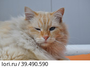 Подмигивающий кот. Стоковое фото, фотограф Лариса Вишневская / Фотобанк Лори
