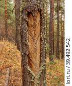 Южный Урал, следы подсечки на стволе сосны с остатками смолы. Southern Urals, the pine-tapping traces on the trunk with resin residues. Стоковое фото, фотограф Евгений Романов / Фотобанк Лори