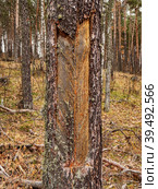 Южный Урал, следы подсечки на стволе сосны с остатками смолы. Southern Urals, the pine-tapping traces on the trunk with resin residues. Стоковое фото, фотограф Евгений Романов / Фотобанк Лори