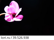 Cyclamen, or Alpine violet, is a genus of plants in the subfamily Myrsinoideae of the family Primulaceae. Pink cyclamen on a black background. Copy space. Postcard, invitation or congratulation. Стоковое фото, фотограф Юлия Петровская / Фотобанк Лори