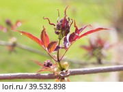 The blooming red leaves of the shrub. flowering racemose elder spring flowering. Стоковое фото, фотограф Светлана Высокос / Фотобанк Лори