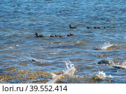 Дикая утка вывела утят на первую прогулку по воде Белого моря. Стоковое фото, фотограф Pukhov K / Фотобанк Лори