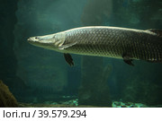 Fish under water. Arapaima fish - Pirarucu Arapaima gigas one largest freshwater fish. Fish in the aquarium behind glass. Стоковое фото, фотограф Ирина Вершинская / Фотобанк Лори