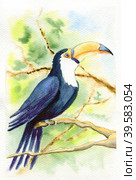 Watercolor - tropical - bird - tucan - forest. Стоковая иллюстрация, иллюстратор Наталья Болдырева / Фотобанк Лори