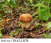 Белый гриб (Boletus edulis) в смешанном лесу. Porcini mushroom (Boletus edulis) in the mixed forest. Стоковое фото, фотограф Евгений Романов / Фотобанк Лори