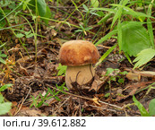 Белый гриб (Boletus edulis) в смешанном лесу. Porcini mushroom (Boletus edulis) in the mixed forest. Стоковое фото, фотограф Евгений Романов / Фотобанк Лори