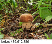 Белый гриб (Boletus edulis) в смешанном лесу. Porcini mushroom (Boletus edulis) in the mixed forest. Стоковое фото, фотограф Евгений Романов / Фотобанк Лори
