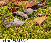 Южный Урал осенью: опавшие листья на мху. South Uralsin in autumn: fallen leaves on the moss. Стоковое фото, фотограф Евгений Романов / Фотобанк Лори