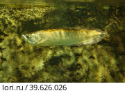 Platinum Silver arowana (Osteoglossum bicirrhosum) most expensive fish in the world. Fish in the aquarium. Fish underwater. Стоковое фото, фотограф Ирина Вершинская / Фотобанк Лори