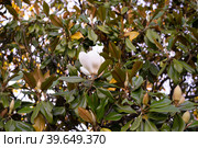 Branches of the magnolia grandiflora tree with flowers. Стоковое фото, фотограф Виктория Кольцова / Фотобанк Лори