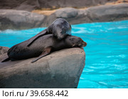 Морские котики днем отдыхают на высоком камне на берегу океана. Стоковое фото, фотограф Олег Елагин / Фотобанк Лори
