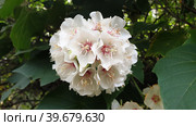 Домбея бургессия (лат. Dombeya burgessiae). Сан-Мамеде, Лиссабон, Португалия (2023 год). Стоковое фото, фотограф lana1501 / Фотобанк Лори