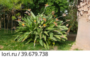 Стрелиция королевская, или стрелитция королевская (лат. Strelitzia reginae). Ботанический сад (Lisbon Botanical Garden). Сан-Мамеде, Лиссабон, Португалия (2023 год). Стоковое фото, фотограф lana1501 / Фотобанк Лори