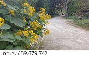 Бузульник зубчатый (Ligularia dentata). Ботанический сад (Lisbon Botanical Garden). Сан-Мамеде, Лиссабон, Португалия (2023 год). Редакционное фото, фотограф lana1501 / Фотобанк Лори