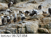 guano boobies Reserva Nacional Pinguino de Humboldt chile. Стоковое фото, фотограф Andreas Muth-Hegener / Фотобанк Лори