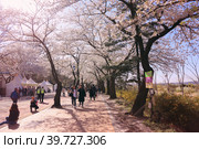 Фестиваль цветения сакуры в районе Yeouido , Сеул, Корея (2018 год). Редакционное фото, фотограф Римма Тельнова / Фотобанк Лори