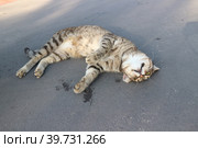 Кошка в обмороке. Стоковое фото, фотограф Оксана Лычева / Фотобанк Лори