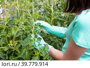 A young girl takes care of tomato plants, forms bushes so that the tomato plant. Стоковое фото, фотограф Виктория Тельминова / Фотобанк Лори