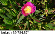 Суккулентное многолетнее растение Карпобротус саблевидный (лат. Carpobrotus acinaciformis). Кошта-да-Капарика, Сетубал, Португалия (2023 год). Стоковое фото, фотограф lana1501 / Фотобанк Лори