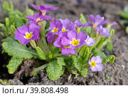 Цветущая примула обыкновенная (лат. Primula vulgaris) на клумбе весной. Стоковое фото, фотограф Елена Коромыслова / Фотобанк Лори