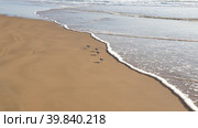 Небольшие птицы Песчанки (Calidris alba) на берегу Атлантического океана. Сетубал, Португалия (2023 год). Стоковое фото, фотограф lana1501 / Фотобанк Лори