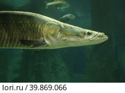 Fish under water. Arapaima fish - Pirarucu Arapaima gigas one largest freshwater fish. Fish in the aquarium behind glass. Стоковое фото, фотограф Ирина Вершинская / Фотобанк Лори