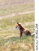 Portrait in profile of a wild red fox on a hillside of a spring green meadow on the shore of Baikal Lake on a warm May day. An animal in its natural habitat on Olkhon Island basks in the sun. Стоковое фото, фотограф Виктория Катьянова / Фотобанк Лори