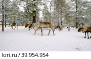 Западная Сибирь, стадо северных оленей в загоне. Western Siberia, a herd of reindeer in the corral. Стоковое фото, фотограф Евгений Романов / Фотобанк Лори