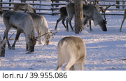 Западная Сибирь, стадо северных оленей в загоне. Western Siberia, a herd of reindeer in the corral. Стоковое видео, видеограф Евгений Романов / Фотобанк Лори