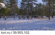 Западная Сибирь, стадо северных оленей в загоне. Western Siberia, a herd of reindeer in the corral. Стоковое видео, видеограф Евгений Романов / Фотобанк Лори