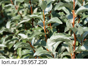 Elaeagnus commutata silver leaves closeup. Silverberry, rabbitberry background. Foliage texture. Garden ornamental shrub. Стоковое фото, фотограф Марина Багрова / Фотобанк Лори