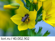 Черная оса в желтом цветке  вербейник точечный (Lysimachia punctata) Стоковое фото, фотограф Pukhov K / Фотобанк Лори