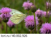 Бабочка Капустница или белянка капустная (Pieris brassicae) на цветке лопуха. Стоковое фото, фотограф Pukhov K / Фотобанк Лори