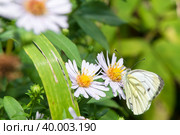 Бабочка Капустница или белянка капустная (Pieris brassicae) на садовом цветке. Стоковое фото, фотограф Pukhov K / Фотобанк Лори