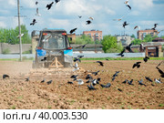 Трактор вспахивает поле, и птицы слетелись на пашню (2019 год). Редакционное фото, фотограф Pukhov K / Фотобанк Лори