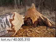 Работа бобра. Стоковое фото, фотограф Татьяна Сергеевна Харькова / Фотобанк Лори