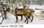 Западная Сибирь, северные олени в упряжке. Western Siberia, reindeer in harness. Стоковое фото, фотограф Евгений Романов / Фотобанк Лори