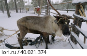 Западная Сибирь, оленевод ханты запрягает северных оленей в нарты. Western Siberia, reindeer herder of the Khanty people harnesses reindeer in sledge. Стоковое видео, видеограф Евгений Романов / Фотобанк Лори