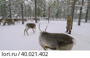 Западная Сибирь, оленевод ханты запрягает северных оленей в нарты. Western Siberia, reindeer herder of the Khanty people harnesses reindeer in sledge. Стоковое видео, видеограф Евгений Романов / Фотобанк Лори