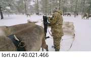 Западная Сибирь, оленевод ханты запрягает северных оленей в нарты. Western Siberia, reindeer herder of the Khanty people harnesses reindeer in sledge. Стоковое видео, видеограф Евгений Романов / Фотобанк Лори