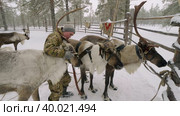 Западная Сибирь, оленевод ханты запрягает северных оленей в нарты. Western Siberia, reindeer herder of the Khanty people harnesses reindeer in sledge. Стоковое видео, видеограф Евгений Романов / Фотобанк Лори